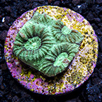 Green Favia Coral Frag, Aquacultured